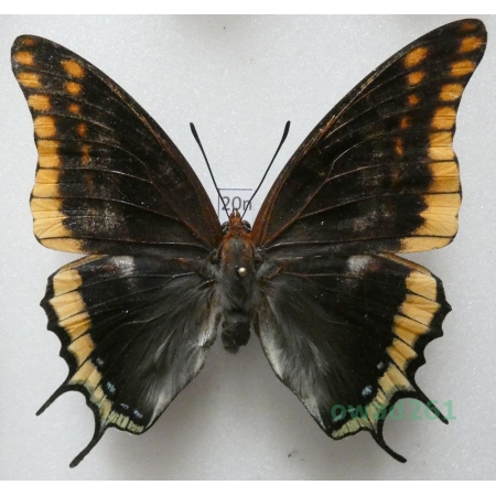Charaxes jasius (Linnaeus, 1767) female Croatia 79mm20n